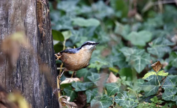 Nuthatch Procura Comida Floresta — Fotografia de Stock