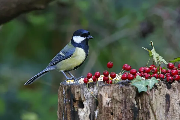 Great Tits Searching Food Woods — стоковое фото