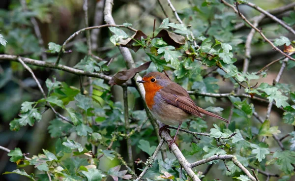 Avrasya bülbülü ormanda tünemiş.