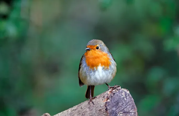 Eurasia Robin Posando Bosque —  Fotos de Stock