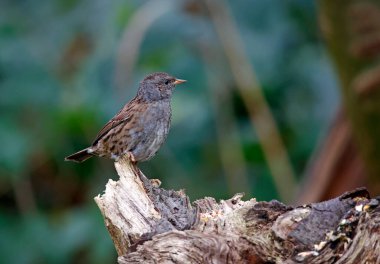 Dunnock ormandaki bir kütüğe tünemiş.