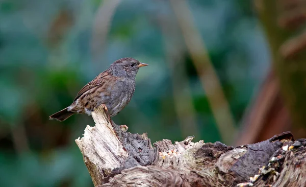 Dunnock Perched Log Woods — Stock Photo, Image
