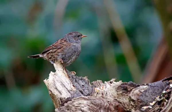 Dunnock ormandaki bir kütüğe tünemiş.