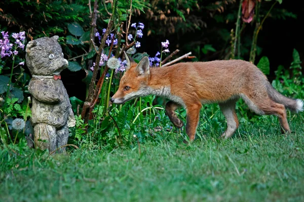 Stedelijke Vos Welpen Verkennen Van Tuin — Stockfoto