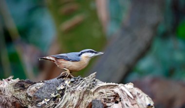 Ormanda yiyecek arayan hiç kimse yok.