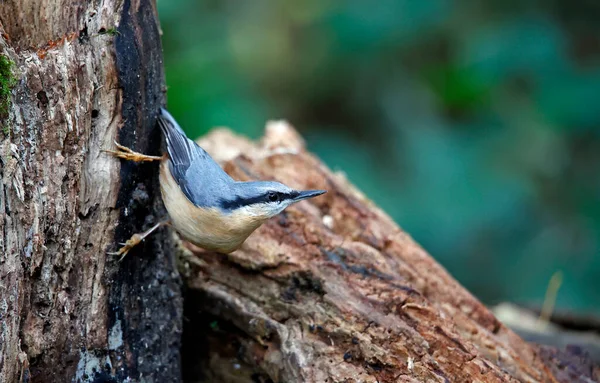 Nuthatch Forrageamento Para Alimentos Floresta — Fotografia de Stock