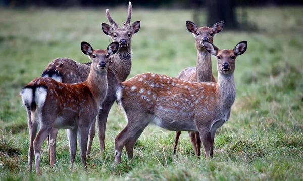 Sika Deer Family Grazing Meadow — Stock Photo, Image