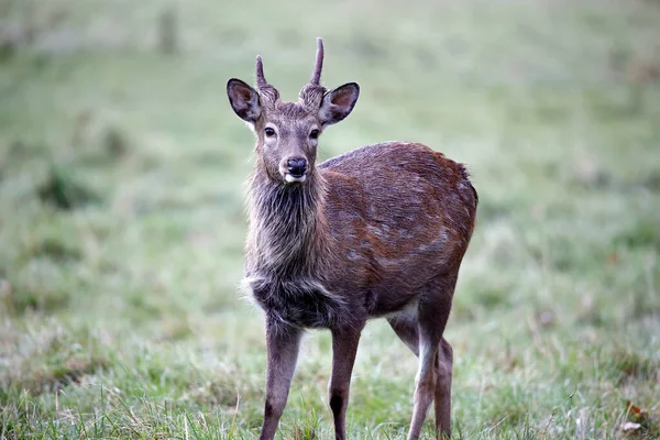 Sika Deer Family Grazing Meadow — Stock Photo, Image