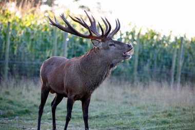 Yıllık monotonluğun başında kızıl geyik geyiği