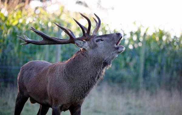 Red Deer Stag Start Annual Rut — Stock Photo, Image