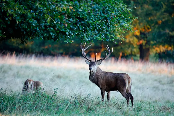 毎年恒例のルートの開始時に赤い鹿のタグ — ストック写真