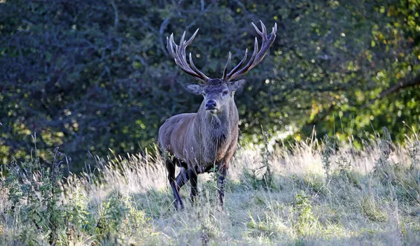 Red Deer Stag Start Annual Rut — Stock Photo, Image