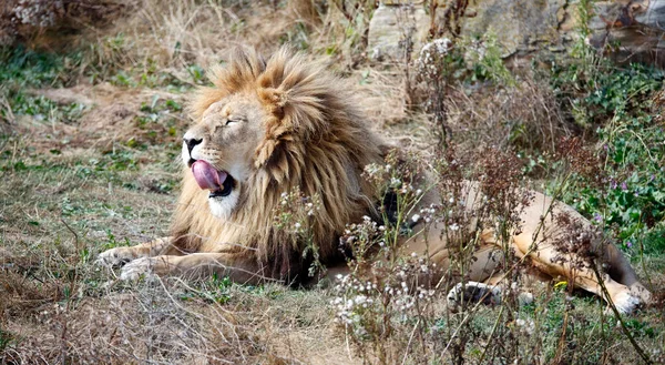 Gähnender Männlicher Löwe Einem Wildpark — Stockfoto