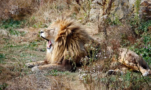 Yawning Leão Macho Parque Vida Selvagem — Fotografia de Stock