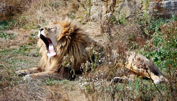 Yawning Leão Macho Parque Vida Selvagem — Fotografia de Stock