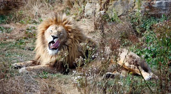Yawning Leão Macho Parque Vida Selvagem — Fotografia de Stock