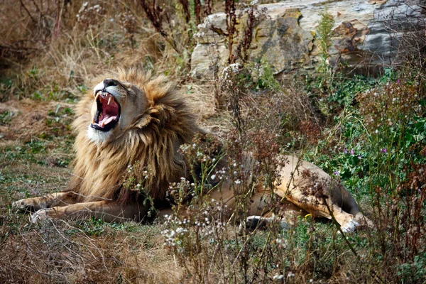 Geeuwen Mannelijke Leeuw Een Wildpark — Stockfoto