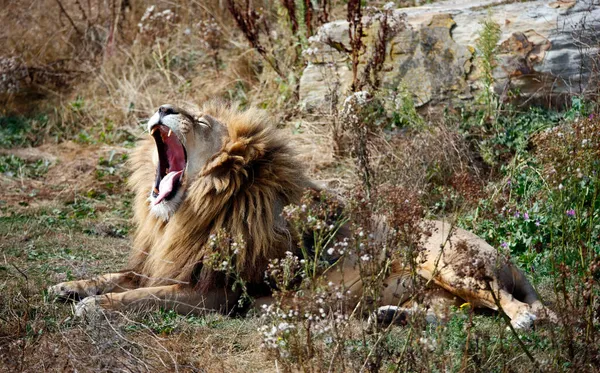 Yawning Leão Macho Parque Vida Selvagem — Fotografia de Stock