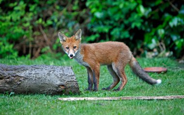 Şehir tilkisi yavruları bahçede oynuyor ve keşfediyor.