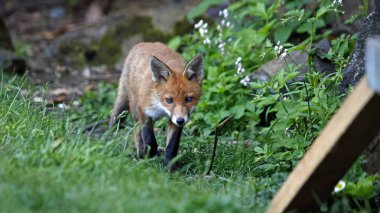 Şehir tilkisi yavruları bahçede oynuyor ve keşfediyor.