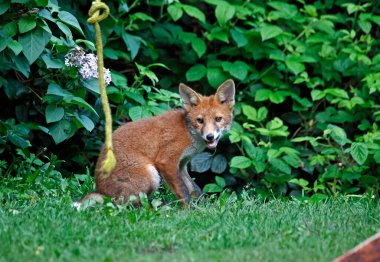 Şehir tilkisi yavruları bahçede oynuyor ve keşfediyor.
