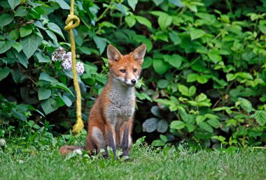 Şehir tilkisi yavruları bahçede oynuyor ve keşfediyor.