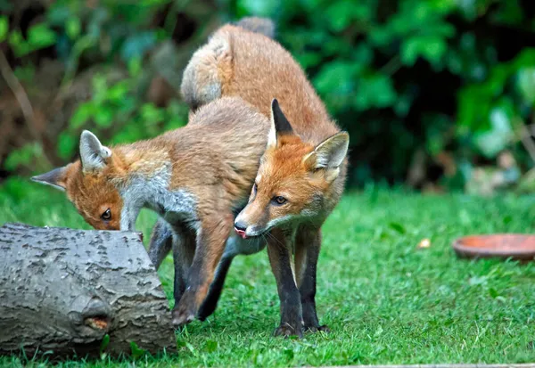 都会のキツネの赤ちゃんは庭で遊んだり探索したり — ストック写真