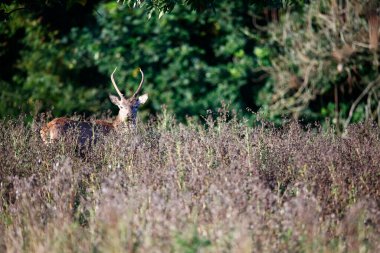 Genç kızıl geyik geyiği.