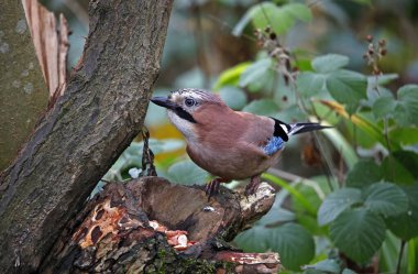 Jay ormandaki bir kütüğe tünedi.