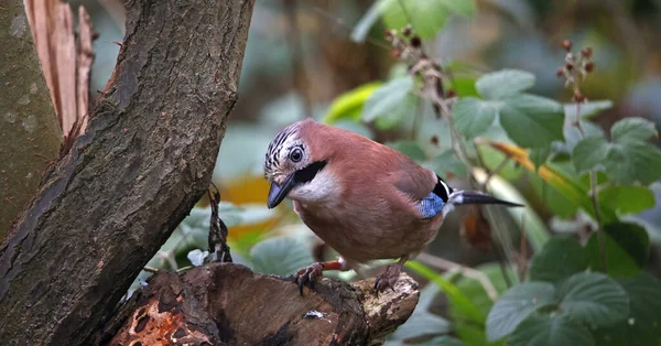 Jay Satt Uppe Stock Skogen — Stockfoto