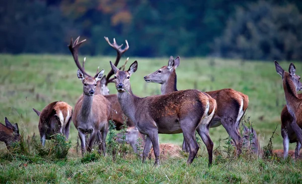 Rothirsch Beim Alljährlichen Herbstputz — Stockfoto