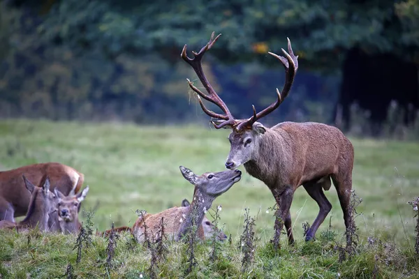 Red Deer Annual Autumn Rut — Stock Photo, Image