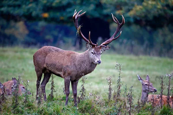 Red Deer Annual Autumn Rut — Stock Photo, Image