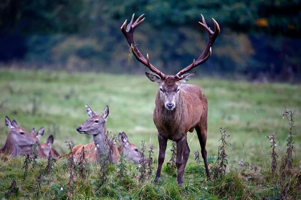 Rödhjort Vid Den Årliga Höststigen — Stockfoto