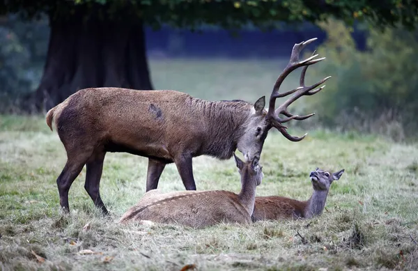 Red Deer Annual Autumn Rut — Stock Photo, Image
