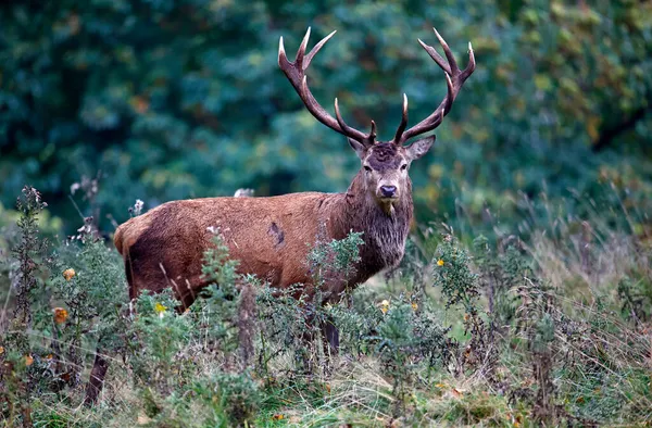 毎年秋のルートでの赤い鹿 — ストック写真
