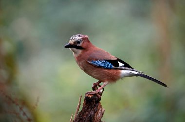 Avrasyalı Jay ormandaki bir kütüğe tünemiş.