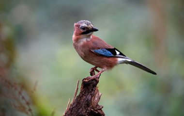 Avrasyalı Jay ormandaki bir kütüğe tünemiş.