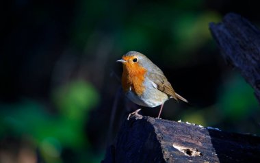 Avrasya bülbülü ormandaki bir kütüğe tünemiş.