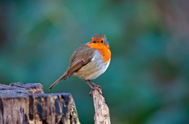 Avrasya bülbülü ormandaki bir kütüğe tünemiş.