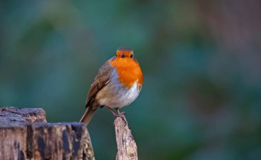 Avrasya bülbülü ormandaki bir kütüğe tünemiş.