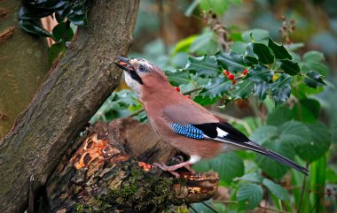 Avrasyalı Jay önbelleğe ceviz topluyor