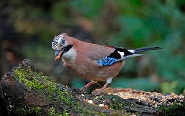 Avrasyalı Jay önbelleğe ceviz topluyor