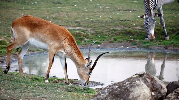 Kafue Lechwe Pasoucí Vodní Díry — Stock fotografie