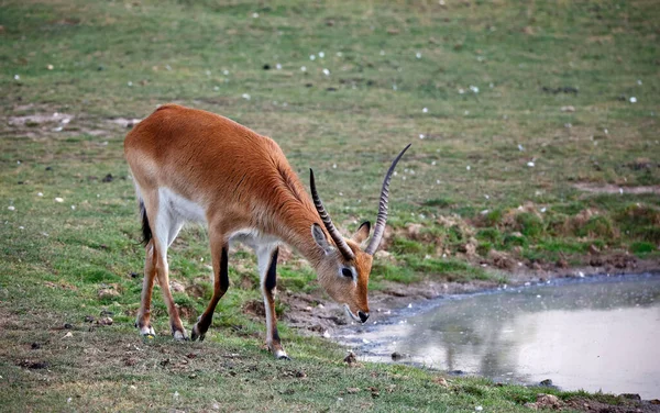 Kafue Lechwe Pasoucí Vodní Díry — Stock fotografie