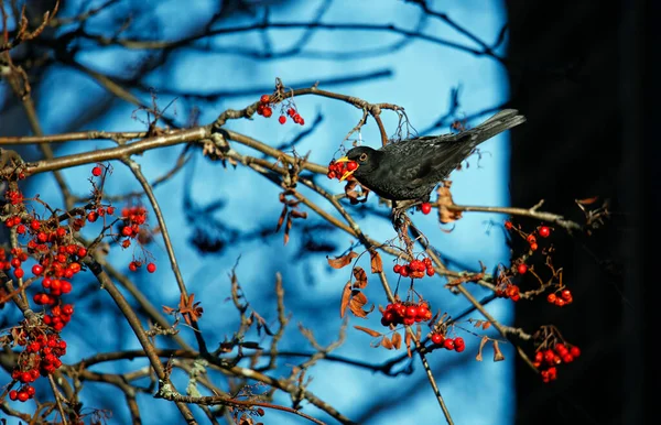 Blackbird Ucztuje Jagodach Łabędzia — Zdjęcie stockowe