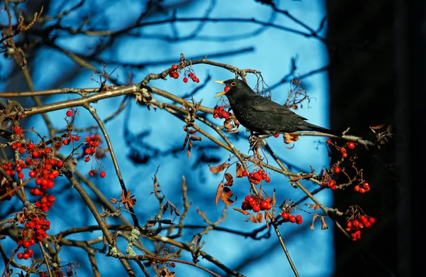 Blackbird Ucztuje Jagodach Łabędzia — Zdjęcie stockowe