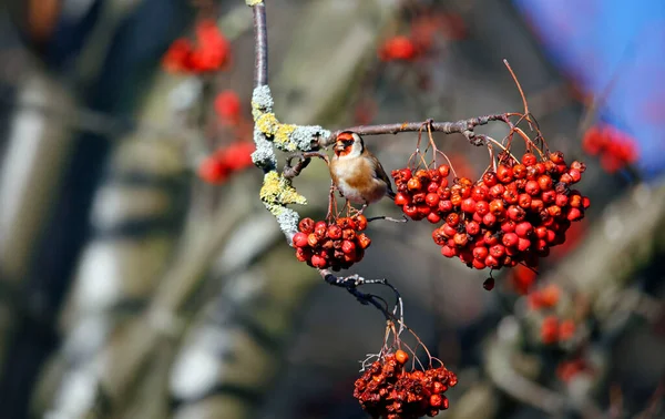 Goldfinches Feasting Rowan Berries — Stock Photo, Image