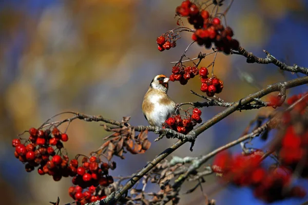 Chardonnerets Régalant Baies Rowan — Photo