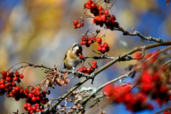 Goldfinches Festejando Bagas Rowan — Fotografia de Stock
